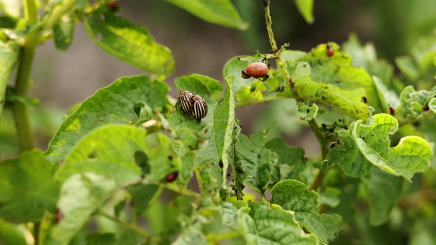 Colorado potato beetle, Leptinotarsa decemlineata, in potato leaves. insect pests that cause great damage to crops on farms and in gardens
