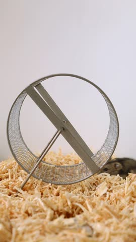 Dwarf hamster running steadily at bottom of wheel, maintaining consistent pace causing wheel to spin rapidly on bedding. Part 5 of 5