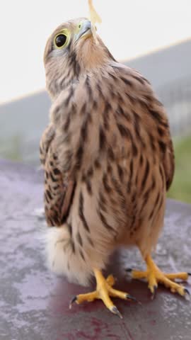 Young kestrel falcon with distinctive speckled plumage standing on stone surface while being approached by human hand. The bird rotates its position several times, maintaining vigilant eye contact.