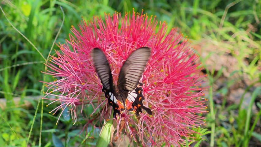 Butterflies and flowers in the garden