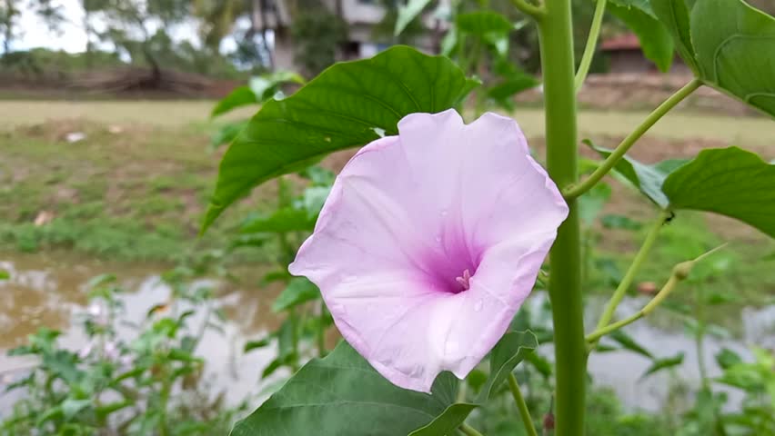 A close-up of a flower, specifically an Ipomoea carnea, commonly known as the moonflower. It features delicate petals and captures the beauty of this plant in an outdoor setting.