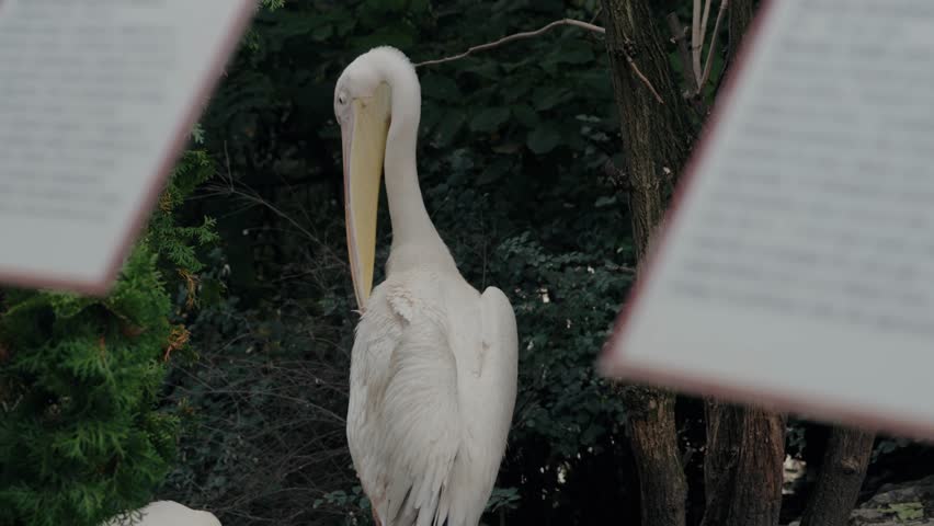 A beautiful white pelican preens its feathers at the zoo, framed by informational signs. Sunlight filters through trees, illuminating its distinctive beak and plumage. zoo, bird life or exotic animals