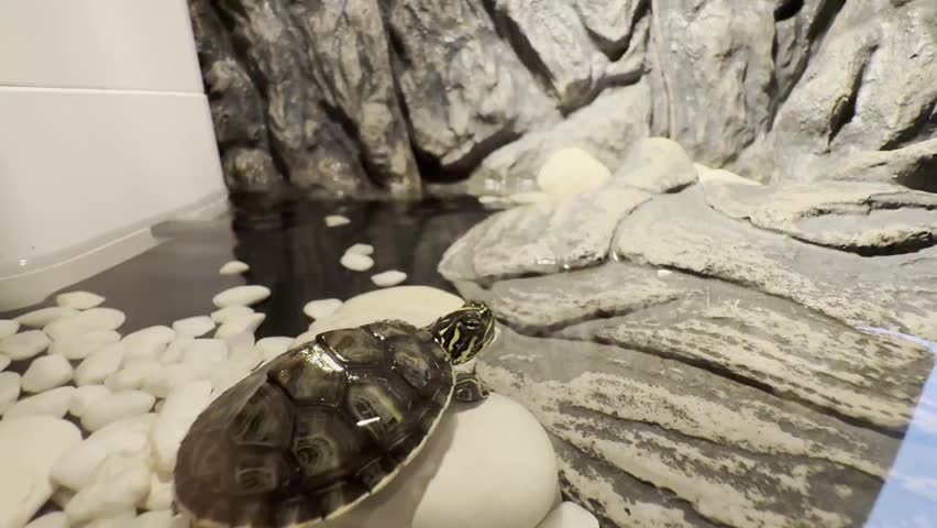 Nelsoni red belly baby turtle on terrarium