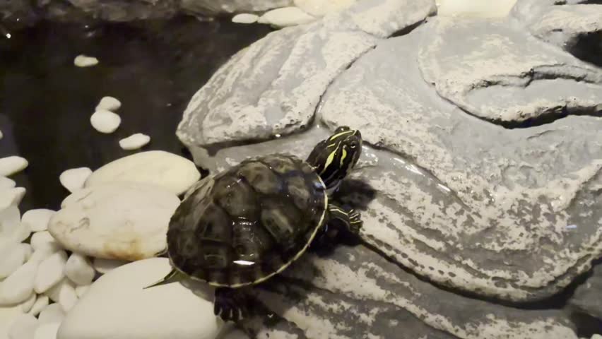 Nelsoni red belly baby turtle on terrarium