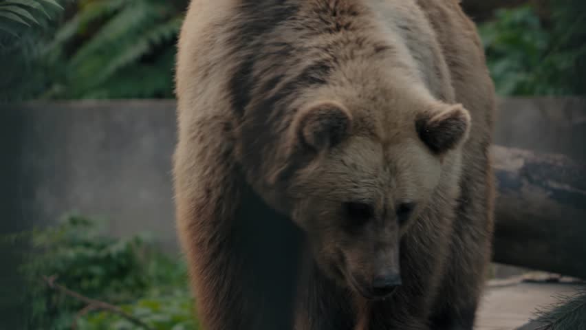 A large brown bear walks towards the camera in a zoo enclosure. It is surrounded by green foliage and appears calm and curious. The bear