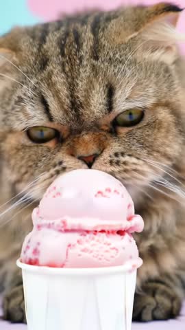 A junk food mukbang cat is a cat that loves to munch on various unhealthy foods like chips, fried snacks, or fast food. Their eating antics are often recorded and shared on social media, drawing a lot