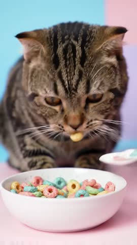 A junk food mukbang cat is a cat that loves to munch on various unhealthy foods like chips, fried snacks, or fast food. Their eating antics are often recorded and shared on social media, drawing a lot