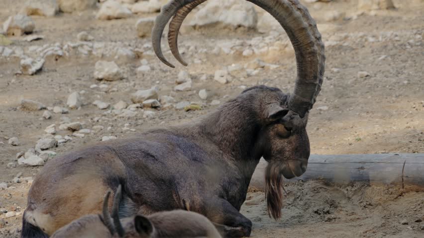 Markhor, also known as the screw-horned goat, resting on a rocky terrain in a zoo enclosure. Its impressive, spiraled horns curve dramatically outwards and upwards. Another goat is in the background.