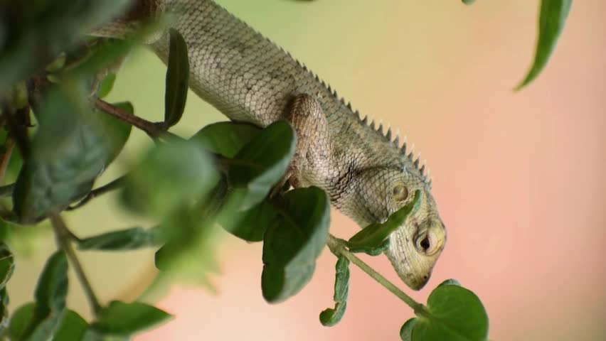 The oriental garden lizard, common garden lizard, bloodsucker, or changeable lizard is a garden lizard found widely distributed in India
