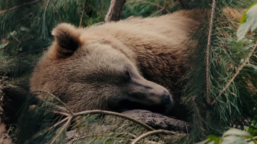 A brown bear sleeps peacefully in its natural habitat. Soft brown fur and quiet breathing. Lush green foliage and natural light create a calming mood. Explore the beauty of nature.