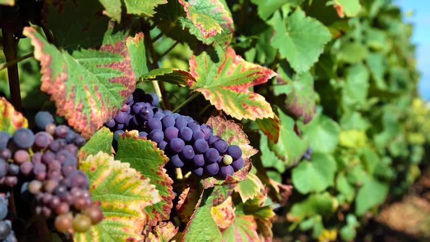 Dark Purple Grapes Hidden Behind Autumn-Tinged Leaves In Sunny Vineyard Afternoon
