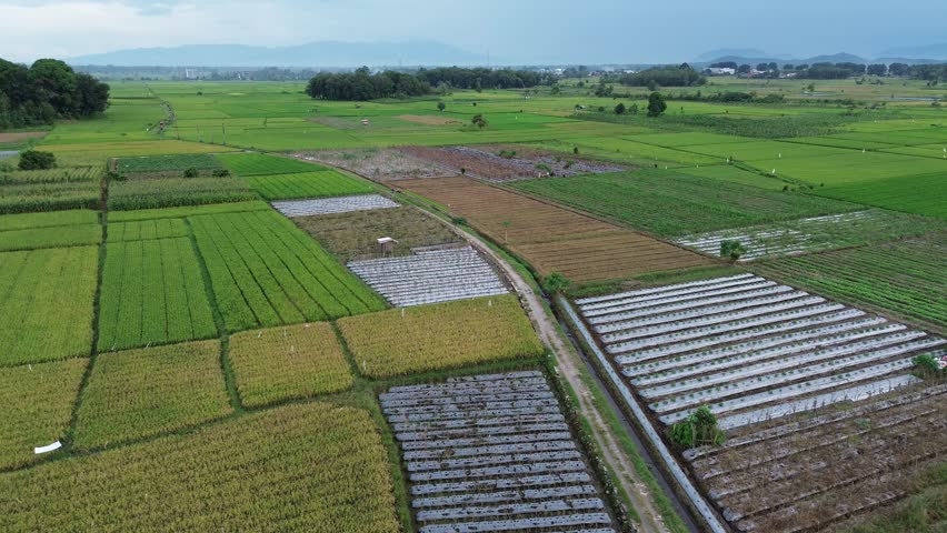 Drone aerial point-of-view footage of agricultural fields, featuring green and yellow rice paddies along with various planted horticultural crops.