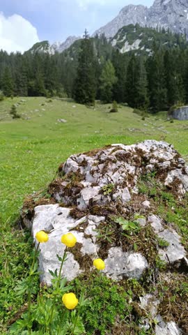 Exploring Steinberg in Tyrol with vibrant wildflowers and stunning alpine landscapes on a sunny day