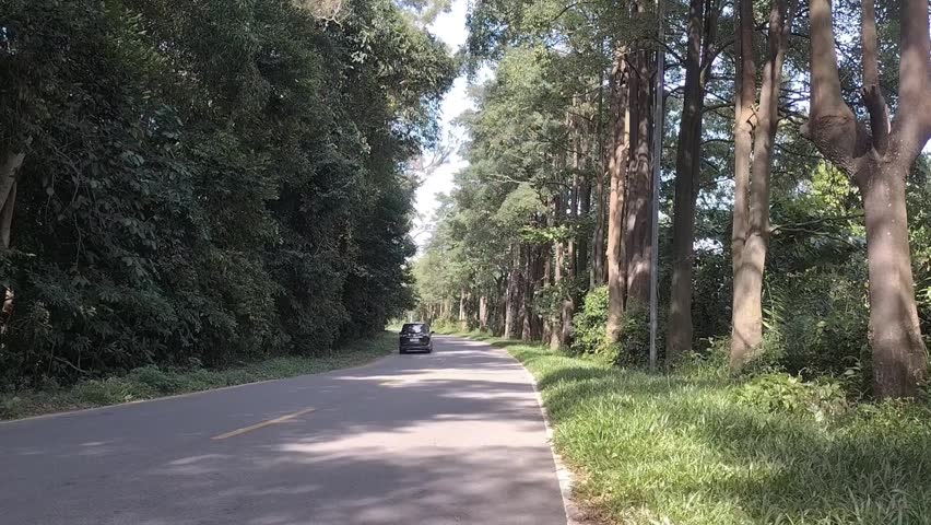 Scenic Curved Road in a Lush Forest on a Bright Day	