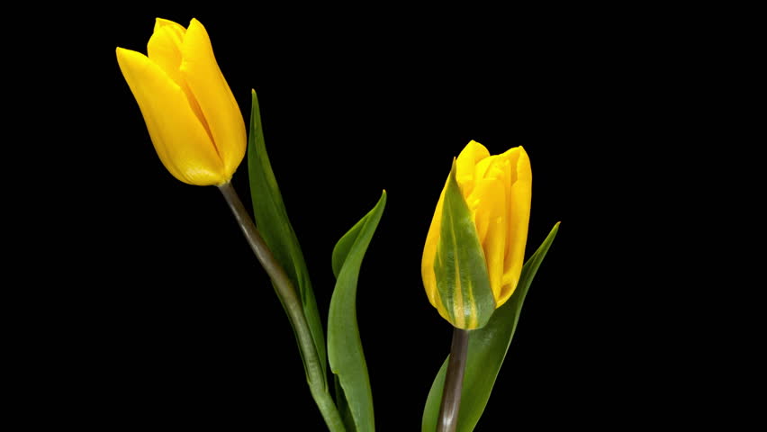Yellow tulip in full bloom on solid black background. Bright petals contrast with dark background, time lapse.