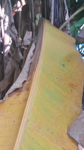 Banana leaves that have started to turn yellow in the garden 25 May 2025