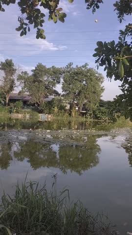 Tranquil Pond with Reflections of Lush Green Trees