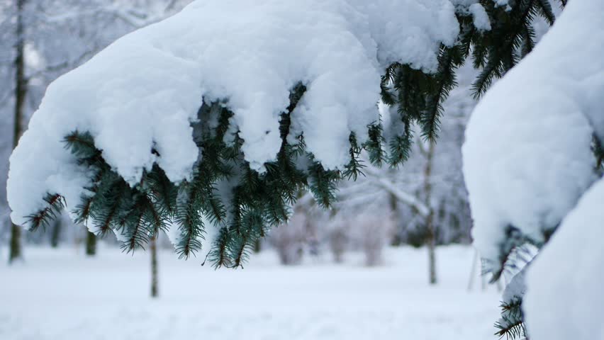 Snowstorm in the forest, winter landscape. Heavy snowfall in the city park. Winter landscape - a snow-covered park with beautiful trees, covered with hoarfrost