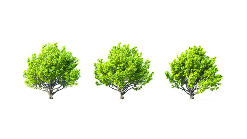 Summer trees swaying in the strong wind. Isolated 3D realistic tree swaying to the wind with alpha matte layer for transparency in the background.