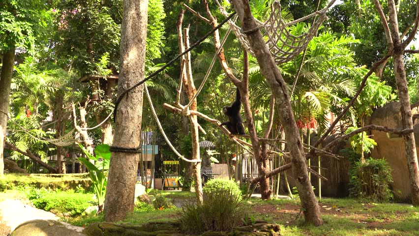 A black gibbon demonstrates remarkable arm extension while navigating through an intricate network of ropes, branches, and climbing structures in a sunlit tropical enclosure designed to mimic its natu