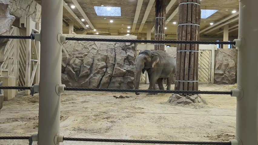 Elephants explore their indoor habitat at the zoo during the morning hours