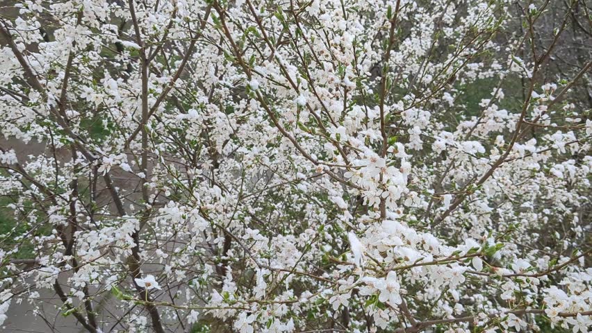 Spring blooms display white flowers on trees at city park during warm afternoon