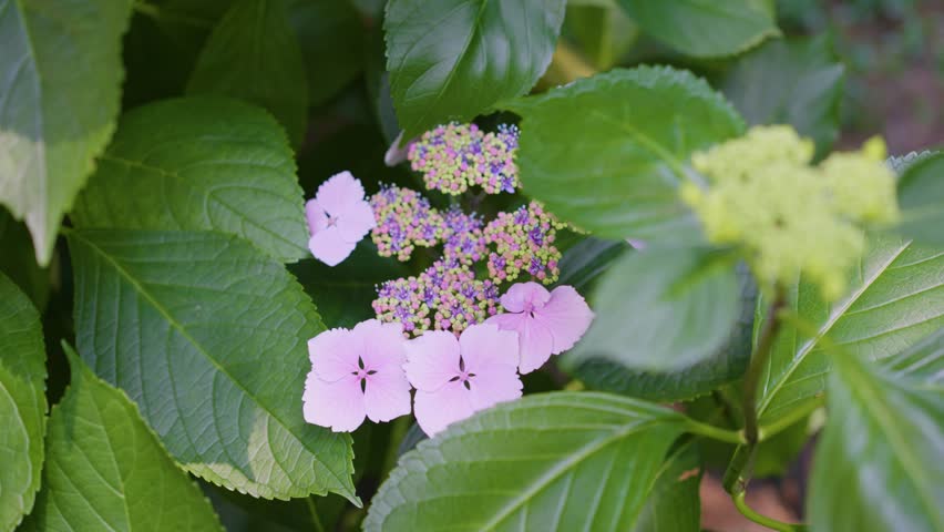 A pink beautiful flower called Hydrangea Macrophylla also known as "Beaute Vendomoise"