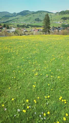 Meadow field with fresh grass and yellow dandelion flowers, aerial drone view. Flying over green field with blooming yellow dandelions in Black Forest, Germany. Vertical video
