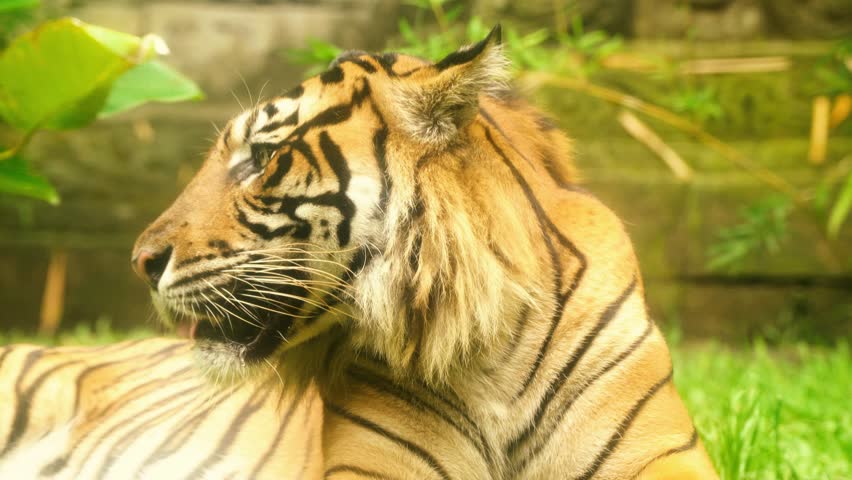 Close-up of a tiger mid-yawn that mimics a fierce roar, followed by slow, heavy breathingcapturing primal stillness and power in one frame