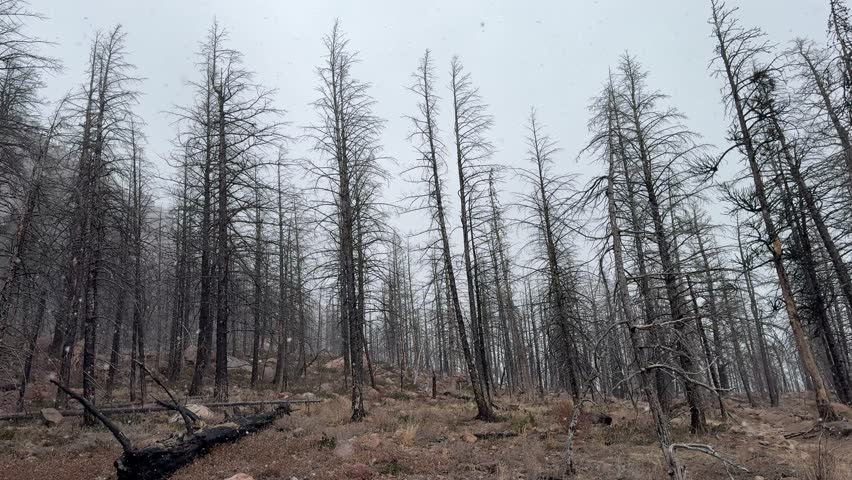 Wonderful winter day with snow falling on a hike in Rocky Mountain National Park