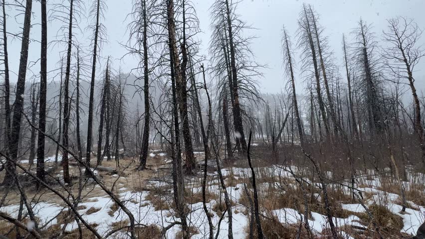 Snow falling in barren forest during a winter hike in Rocky Mountain National Park