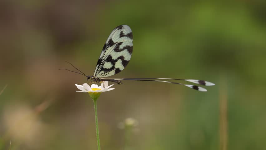 Sinuated Spoonwing, Nemoptera sinuata, dragonfly buttefly similar insect on white yellow fower bloom in the nature habitat, near the Arda River, Eastern Rhodopes in Bulgaria, Europe. Wildlife nature.