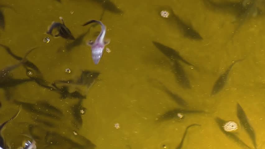 Closeup sturgeon fish farm for breeding. Sturgeon fry in the hatchery incubator. Concept aquaculture pisciculture, top view.