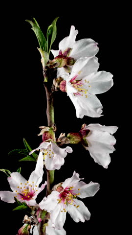 Almond Flowers Bloom in Time Lapse on a Black Background. Macro Timelapse Video of Spring Tree Blossoming Branch. Birth of Nature