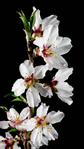 Almond Flowers Bloom in Time Lapse on a Black Background. Macro Timelapse Video of Spring Tree Blossoming Branch. Birth of Nature
