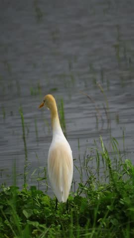 The beautiful sight of a cattle egret bird searching for prey in the field