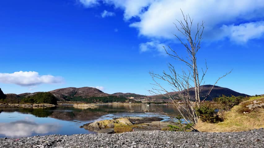 Serene Lakeside Landscape with Bare Tree and Mountain Reflections