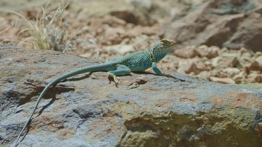 
low angle collared lizard onflat blue rock