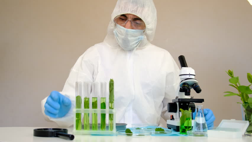 Research of plants in the laboratory. Selective focus.