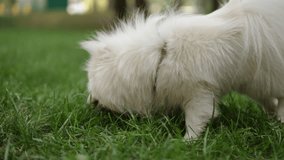 A fluffy white Pomeranian dog is happily sniffing, exploring, and enjoying the grass while outdoors - Powered by Shutterstock - Get 15% off with code: PIKWIZARD15