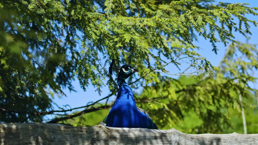 Big blue peacock sits in the zoo on a stone. Peacock is an exotic bird in the zoo. Majestic feathers of a peacock with a shiny effect.