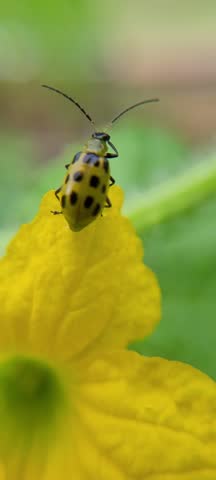 up-close of a spotted cucumber beetle on a bright yellow cantaloupe flower after an early morning rain with blurry green garden background. 