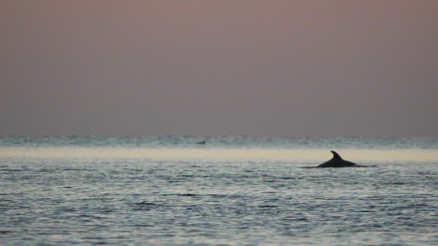 Dolphin Ocean Sunset - A lone dolphin swims in the ocean at sunset.