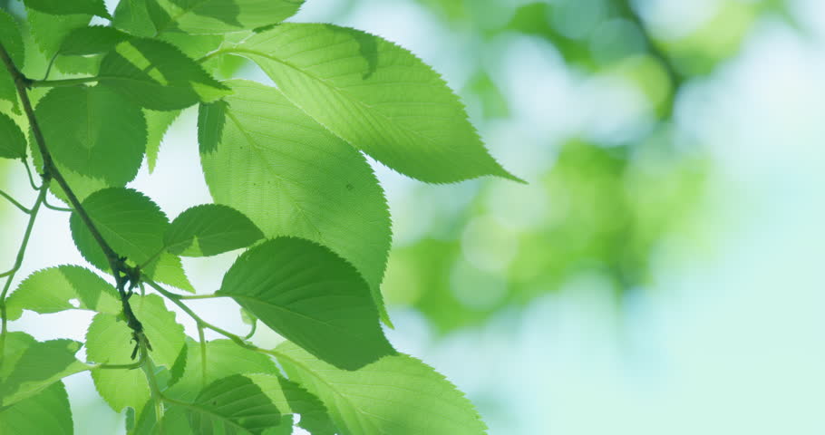 Fresh green tree with beautiful sunlight