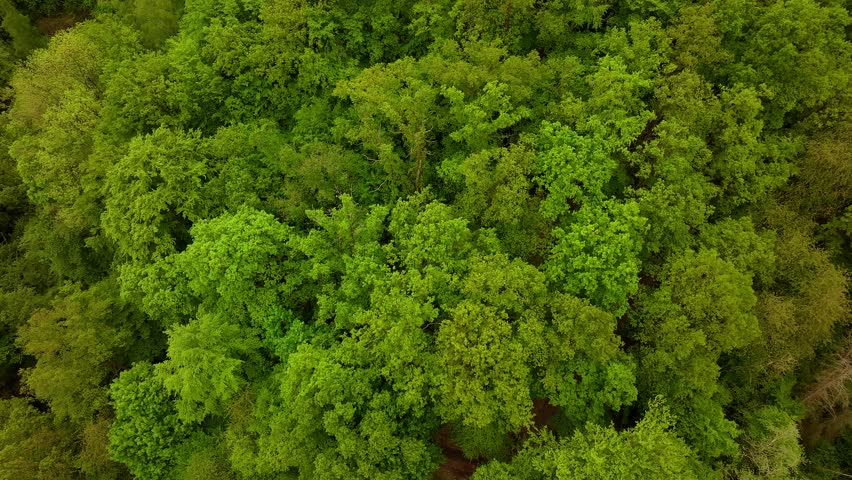 healthy decidual forests from above 4k 50fps video
