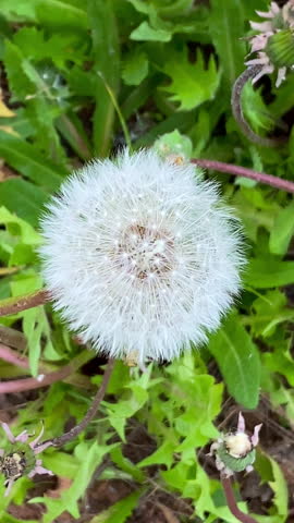 Detailed close-up image of a dandelion puff surrounded by green grass, highlighting the intricate seed structure.
