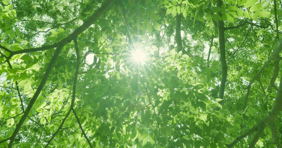 Fresh green tree with beautiful sunlight