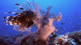 Tropical Lion-Fish Soft Corals. Underwater fish reef marine lion-fish (Pterois miles). Tropical colourful underwater seascape. Reef coral scene. Colourful tropical coral reefs. Marine life fish garden - Powered by Shutterstock - Get 15% off with code: PIKWIZARD15