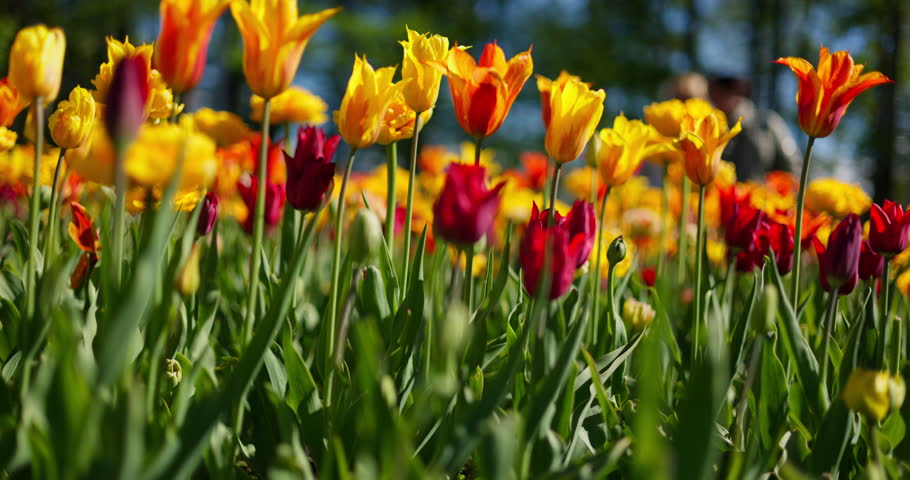 An idyllic garden scene showcasing bright yellow tulips illuminated by warm sunlight in St.Petersburg, Russia, conveying vibrancy, freshness, and natural beauty in a serene outdoor setting