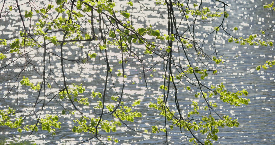 tree branches on the foreground, background of the glare of water on the lake in full focus on a sunny day